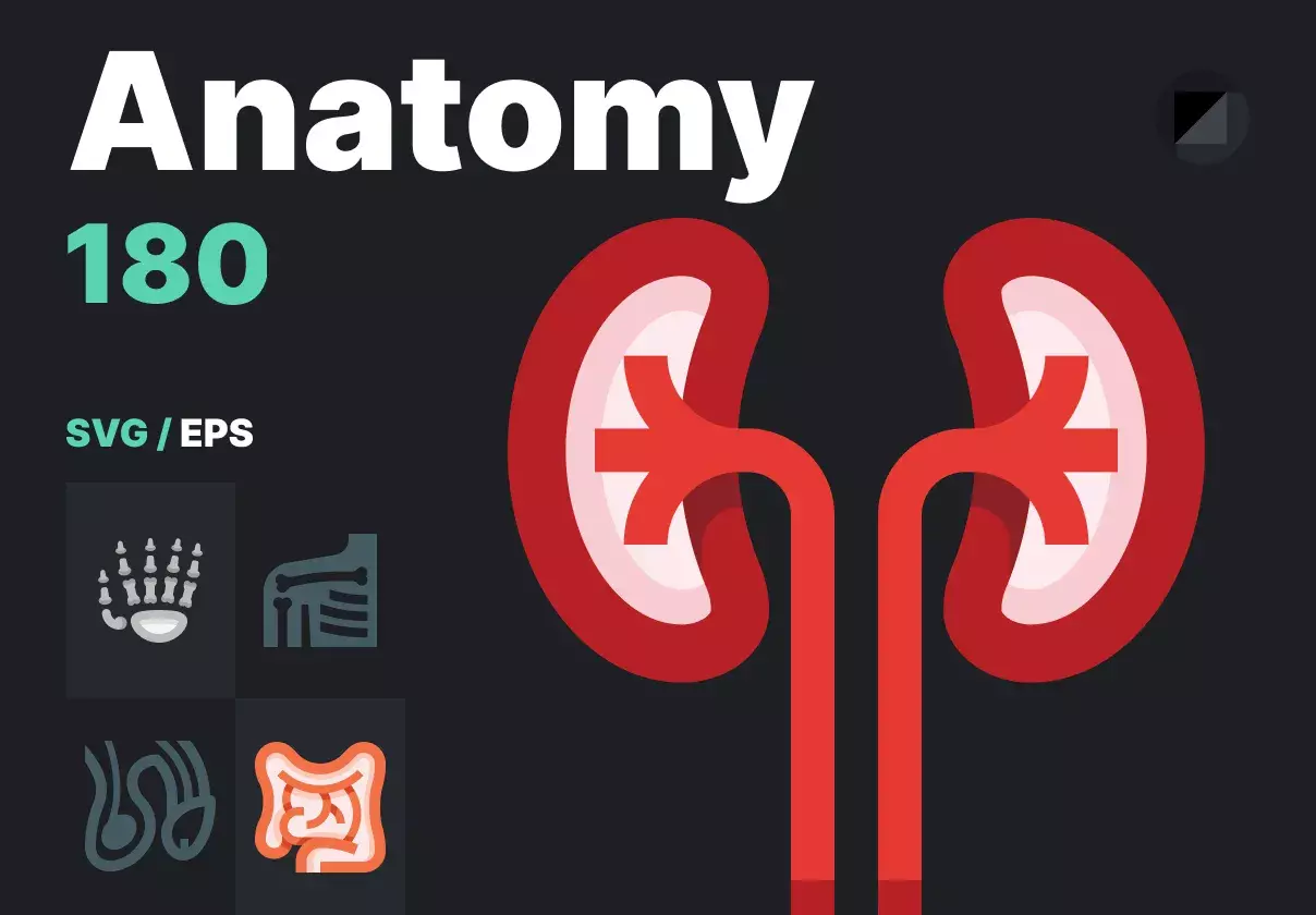 Anatomy icons